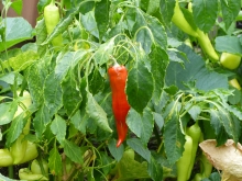 chiliplante