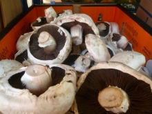 champignon